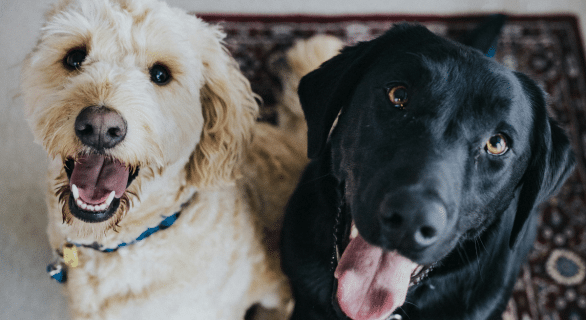 apprendre-l'ordre-pas-bouger-à-mon-chien