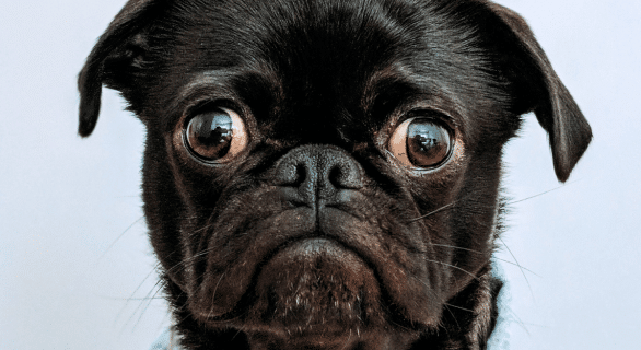 Mégaoesophage-maladie-canine