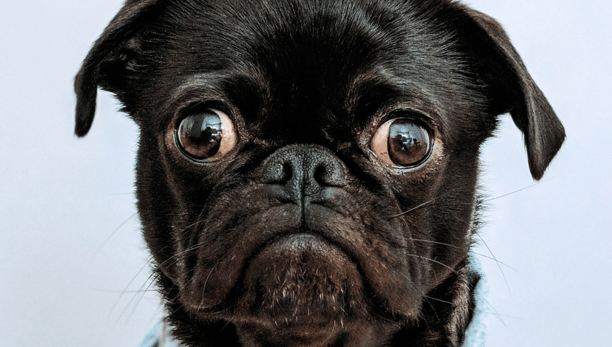 Mégaoesophage-maladie-canine