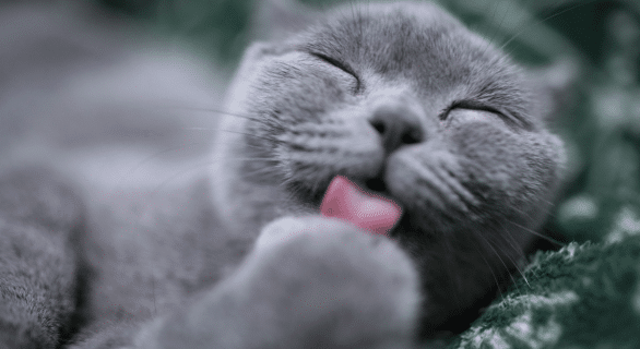 peste-du-chat