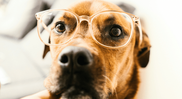 Chien-Alzheimer