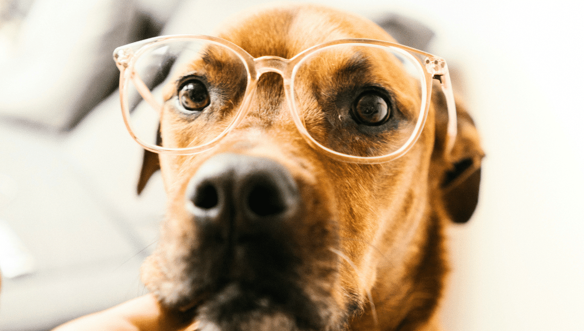 Chien-Alzheimer