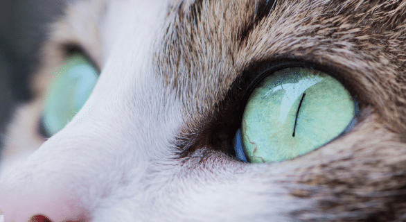 cataracte-chat