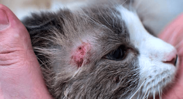 @Dalma-Teigne-Du-Chat