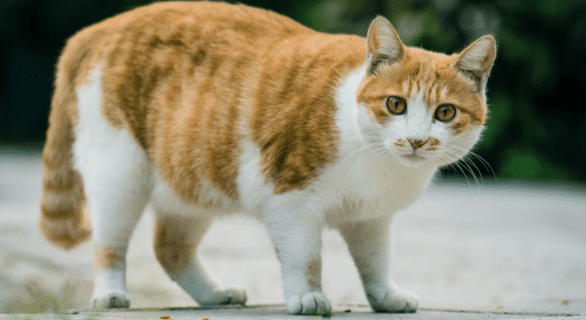 Maladie-de-Cushing-Chat
