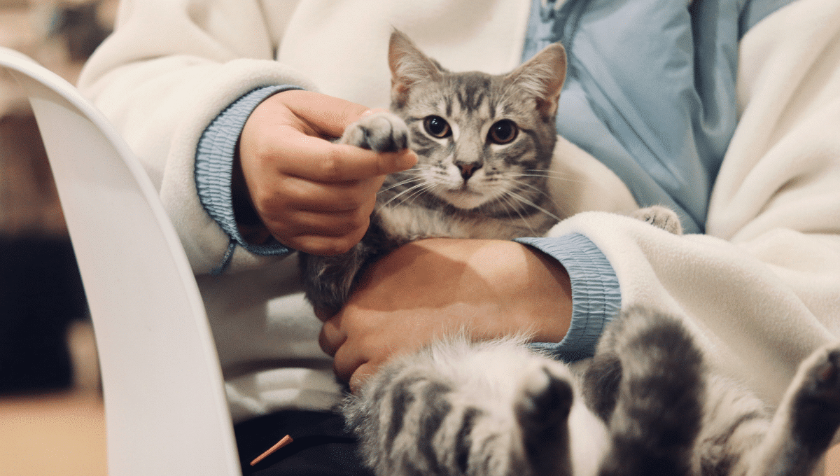 Hyperthyroïdie-du-chat