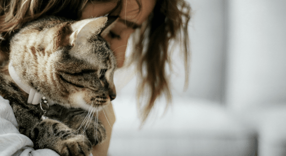 Tumeur-chez-le-chat