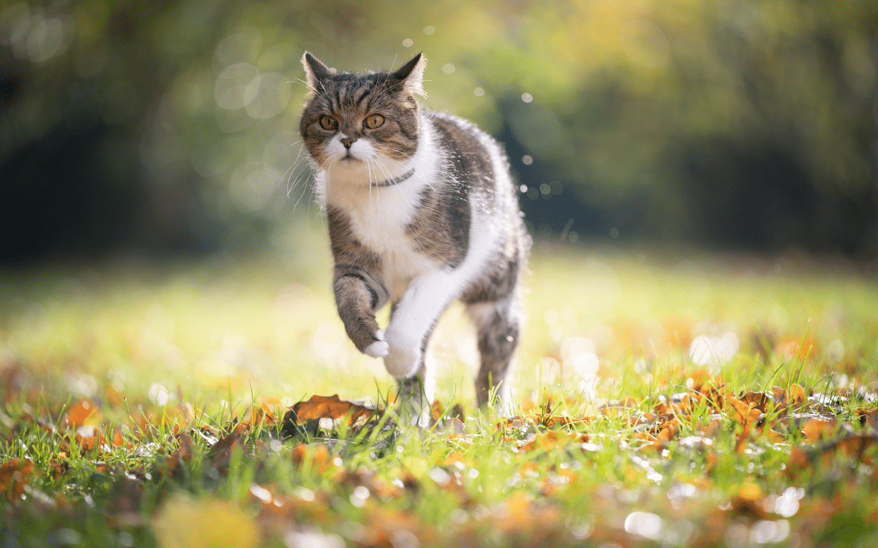 Répulsif chat