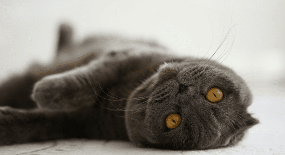 complements-alimentaires-chat