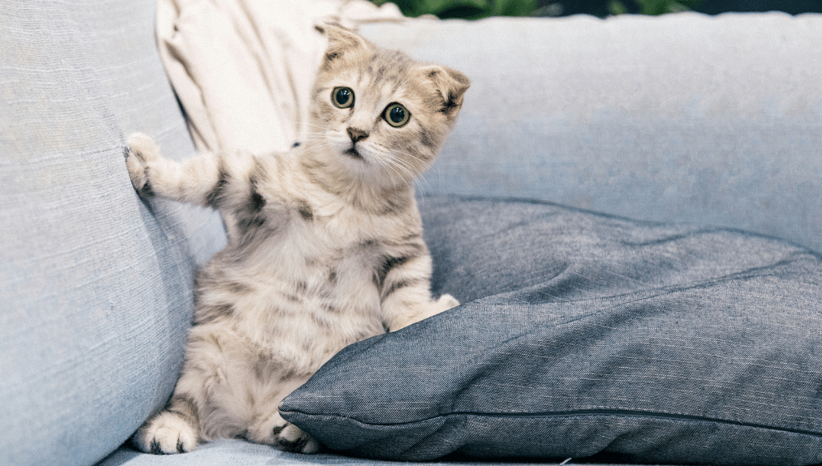premiere-nuit-du-chaton