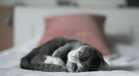 premiere-nuit-du-chaton