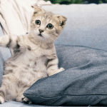 chat anxieux à la rentrée