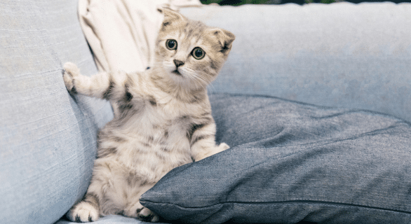 chat anxieux à la rentrée