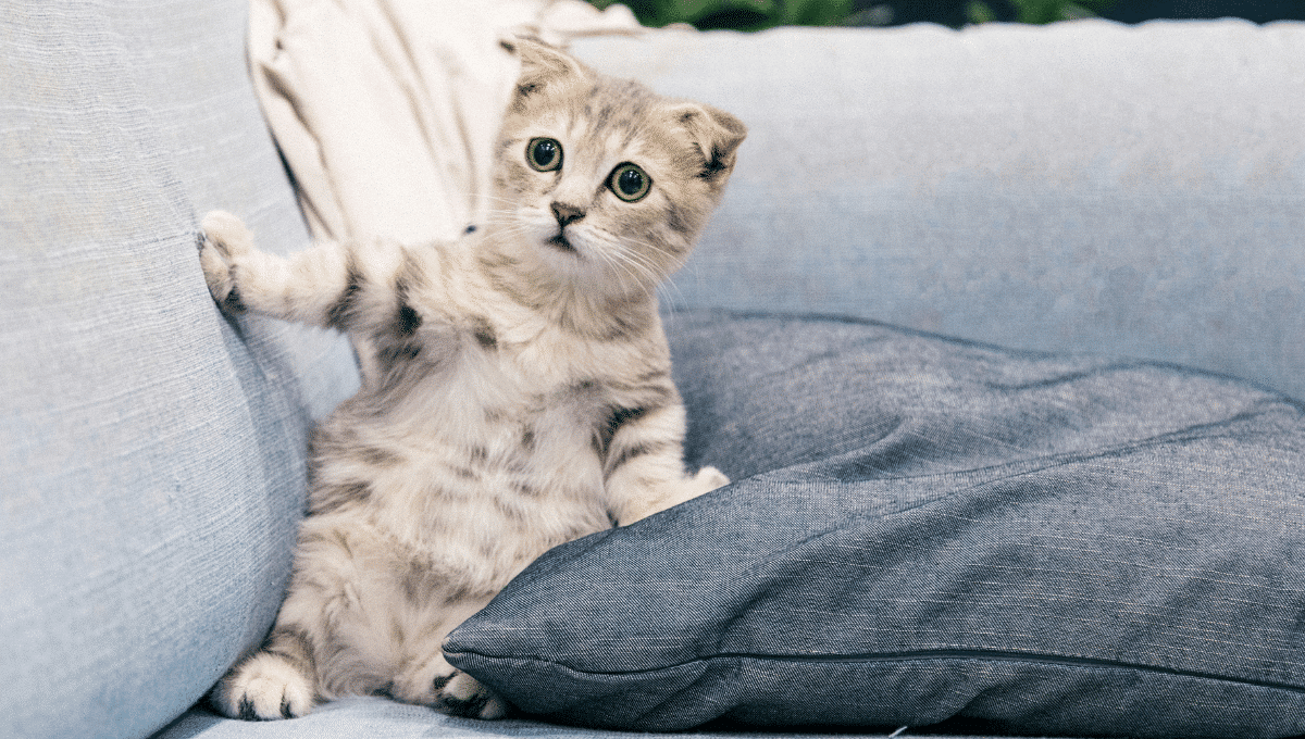 chat anxieux à la rentrée