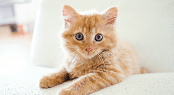 chat-stressé