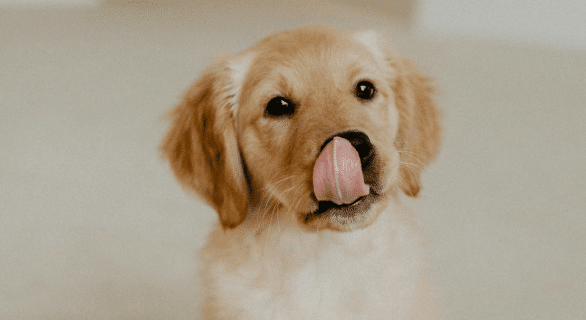 carotte-pour-mon-chien