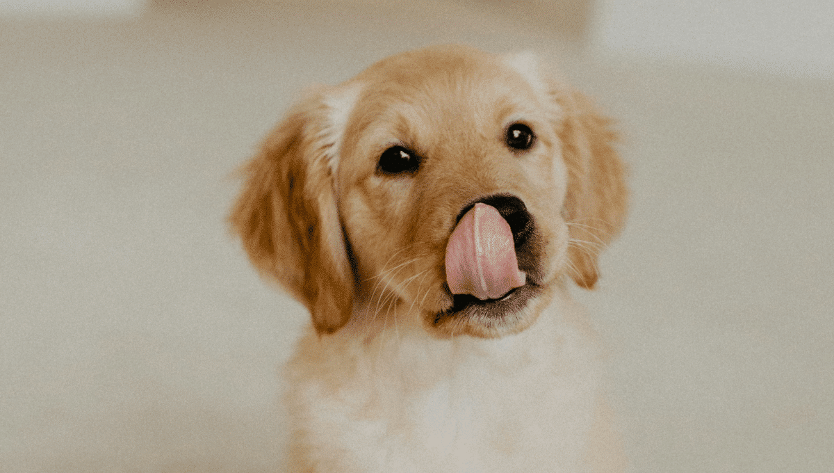 carotte-pour-mon-chien