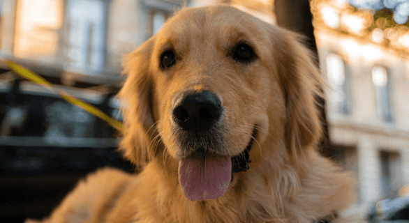 chien-trouble-dissociatif