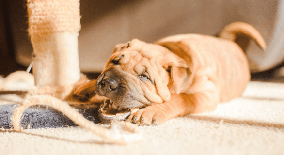 chien-adoption