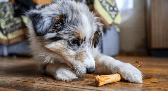 bois d'olivier pour chien danger