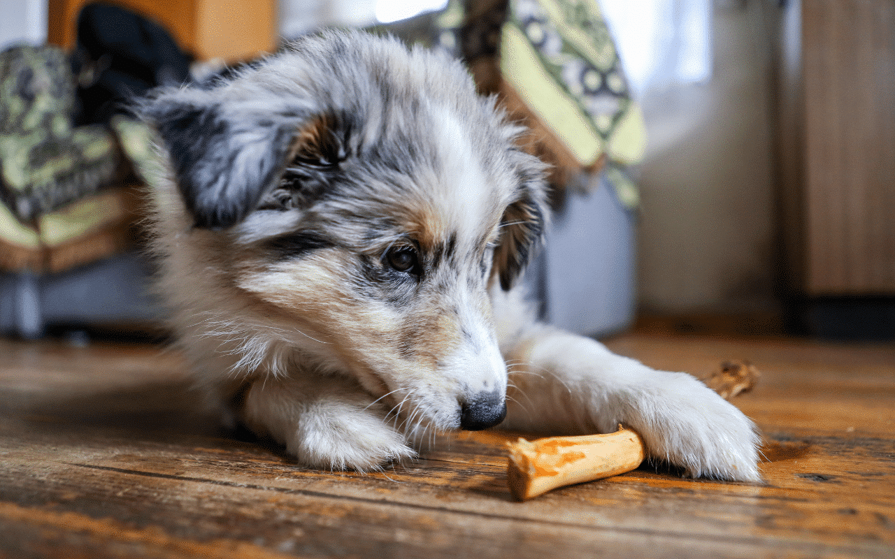 bois d'olivier pour chien danger