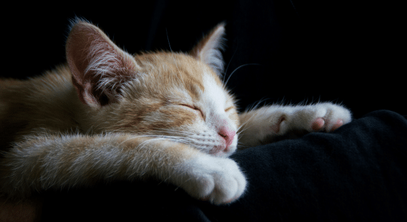 chat mort que faire