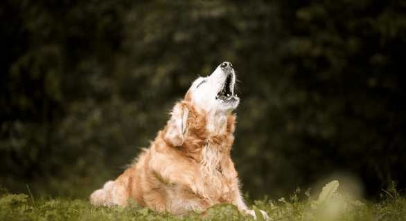 chien qui hurle à la mort