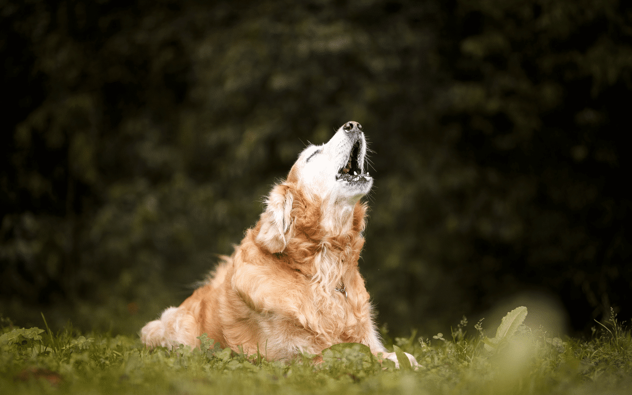 chien qui hurle à la mort