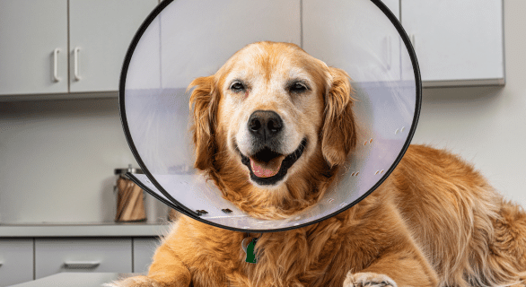 combien de temps collerette chien après stérilisation