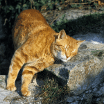 comment empêcher un chat de marquer son territoire