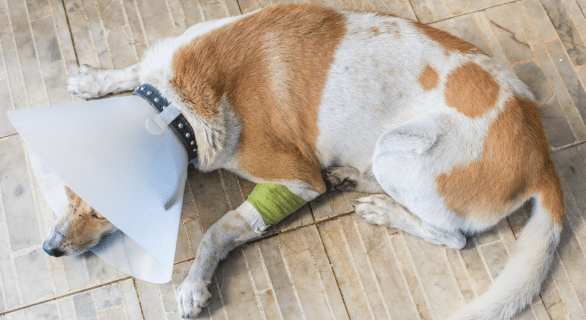 comment mettre une collerette à un chien