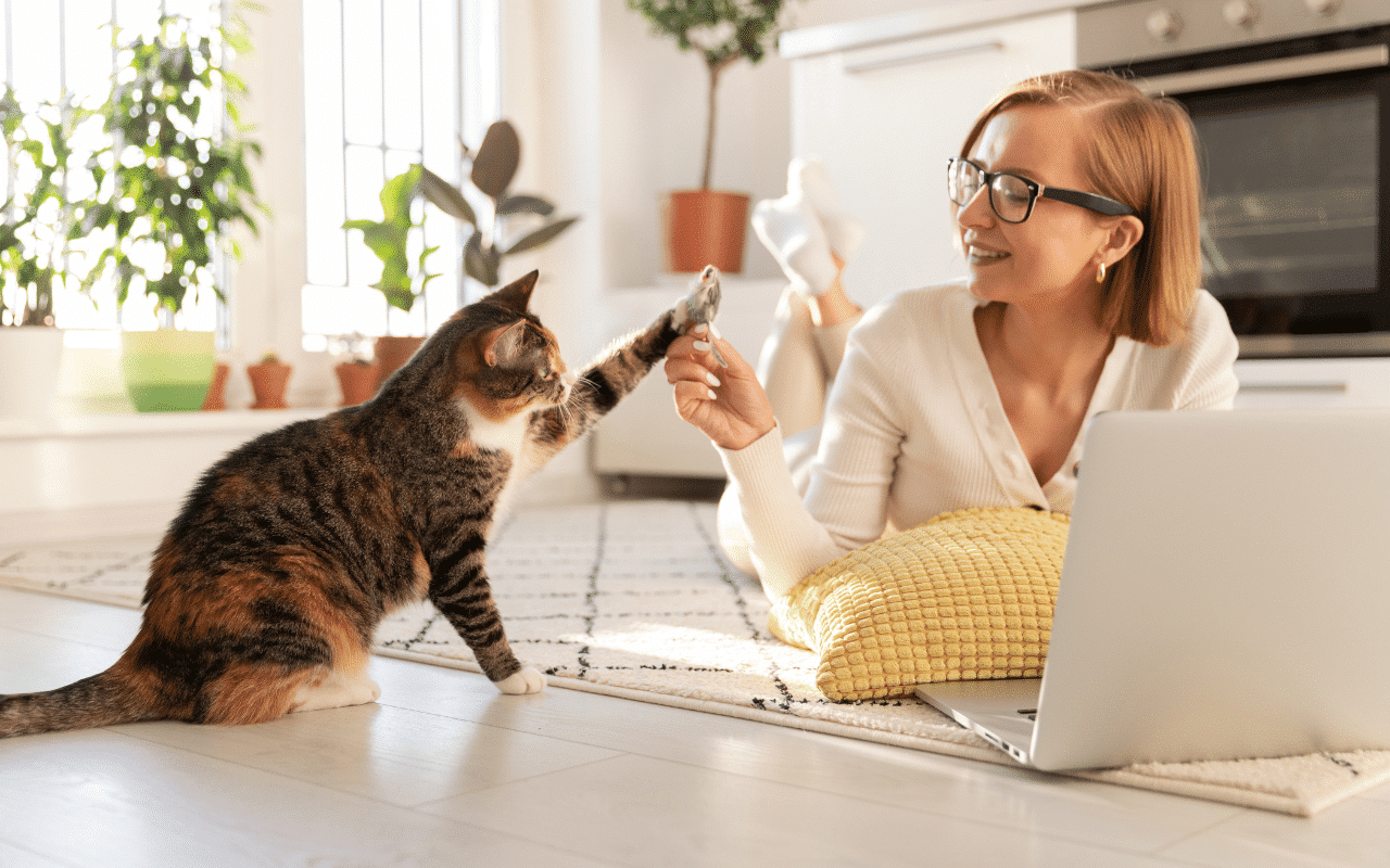 comment occuper son chat