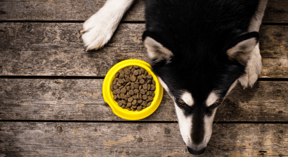 Croquettes brekkies chien avis