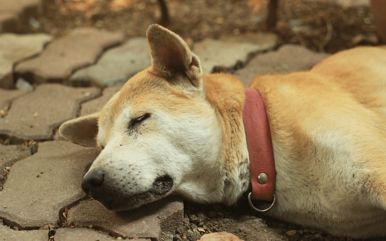 en combien de temps un chien mort devient raide
