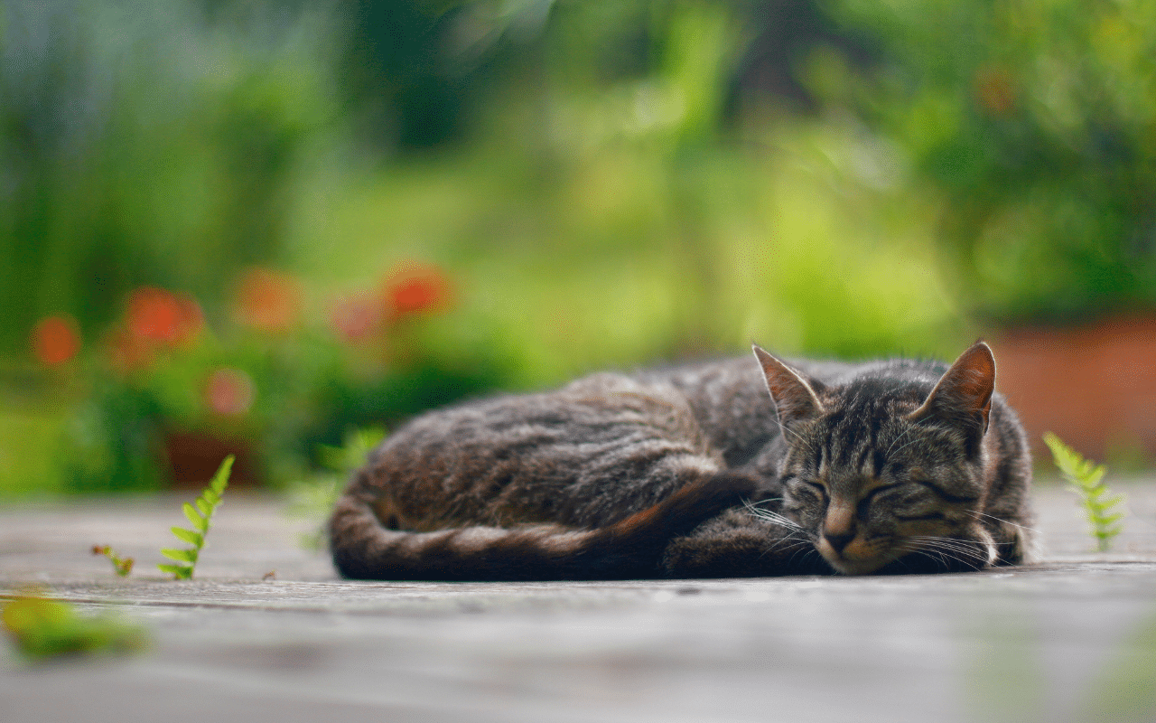 j'ai trouvé un chat mort dans mon jardin