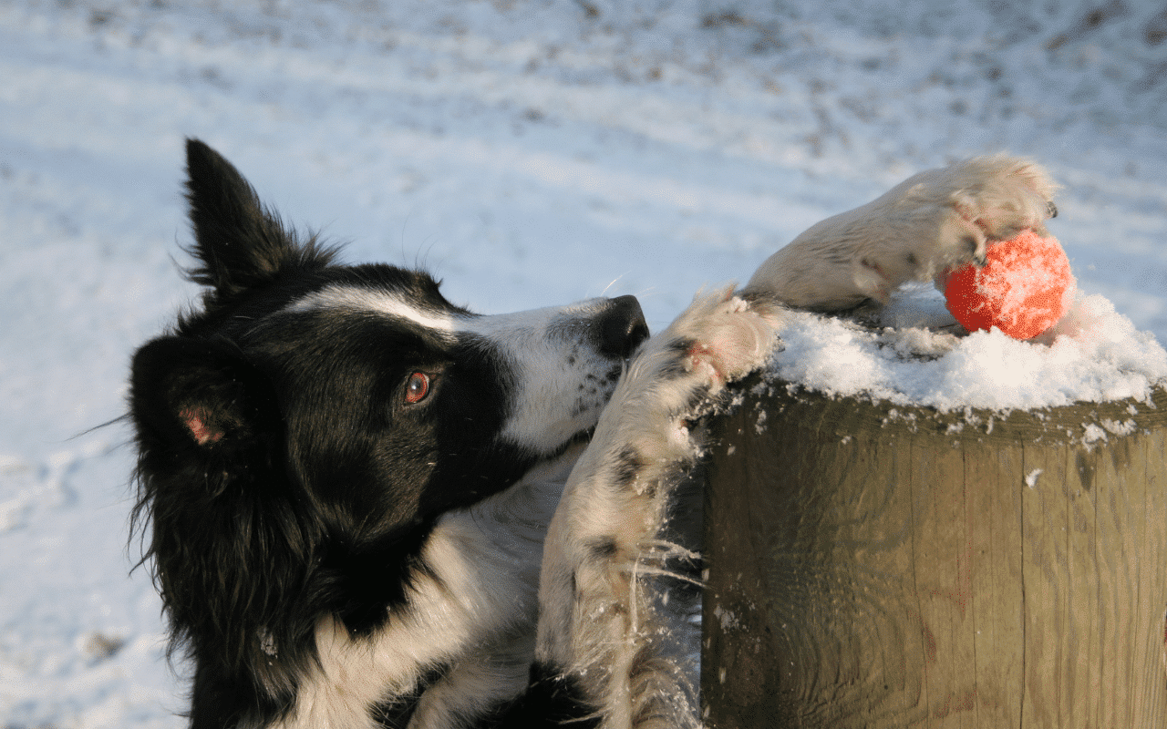 jeu d'occupation chien