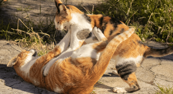 les chats se battent-ils à mort
