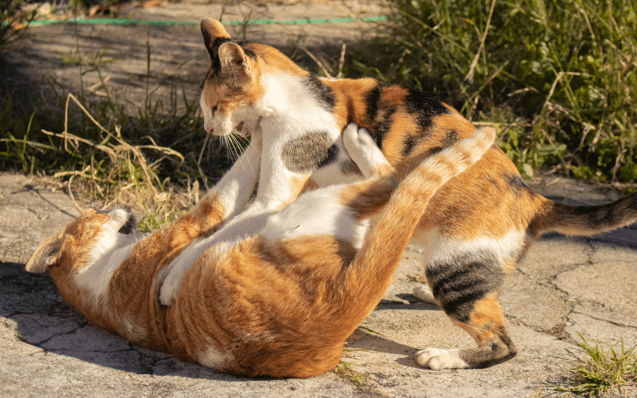 les chats se battent-ils à mort