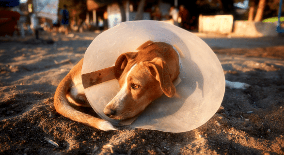 mon chien ne supporte pas la collerette