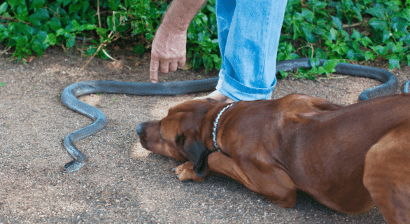 morsure serpent chien