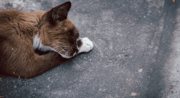 mort d'un chat signification spirituelle
