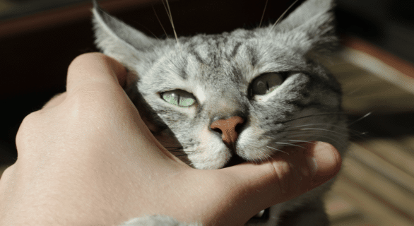 pourquoi mon chat me mord