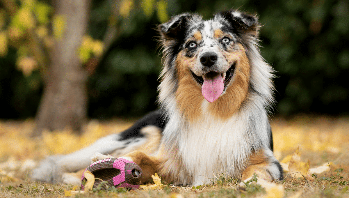 Colley et races à risque : mutation MDR-1, comment éviter les accidents thérapeutiques ?