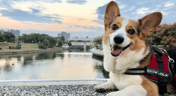 Welsh Corgi