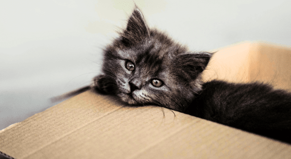 chat-demenagement