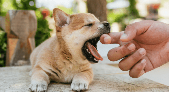 chien