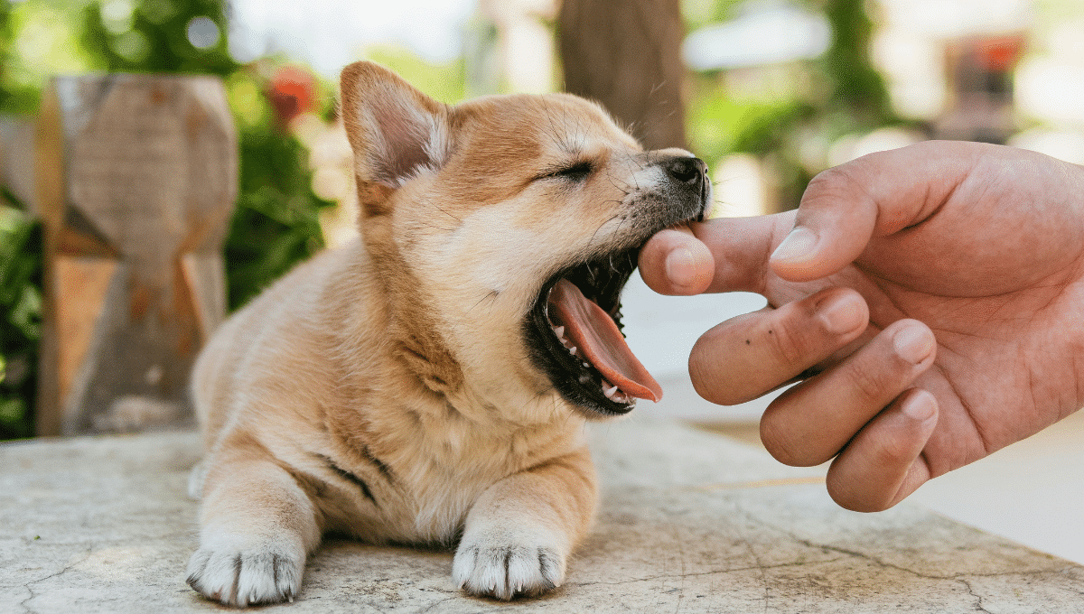 chien
