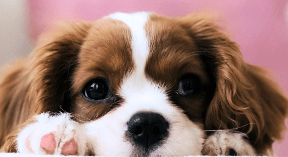 chien-depression