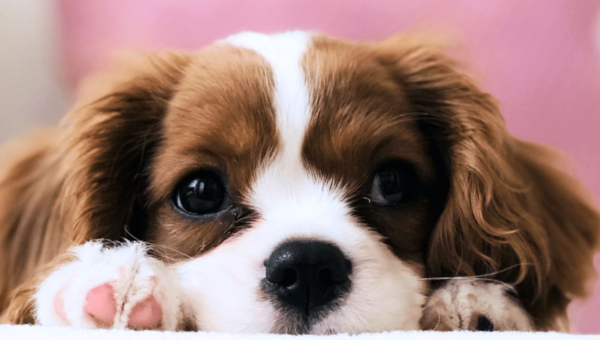 chien-depression