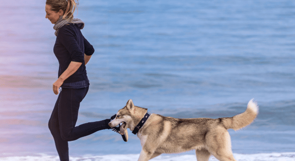 chien-course